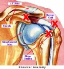 Shoulder joint tendons