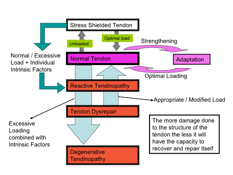 Pathology of tendon injury